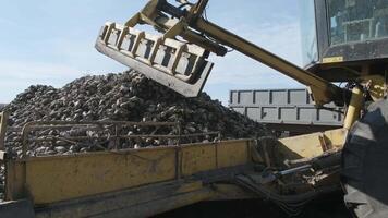 Piles of sugar beets on the field. Self-propelled machine for cleaning and loading sugar beet from the clamp at the edge of the field to a truck on the road. Ropa video