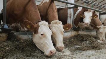 Modern farm cowshed with milking cows eating hay 9 video