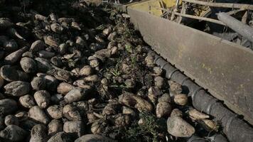Piles of sugar beets on the field. Self-propelled machine for cleaning and loading sugar beet from the clamp at the edge of the field to a truck on the road. Ropa 8 video