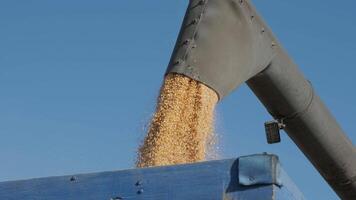 Machine for separating corn grains working on field and filling tractor trailer with corn. Autumn time. 3 video