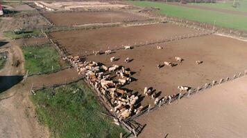 There are many cows in the corral or paddock. Many cattle in the village. Flock of flying birds video