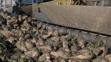 Piles of sugar beets on the field. Self-propelled machine for cleaning and loading sugar beet from the clamp at the edge of the field to a truck on the road. Ropa. 4 video