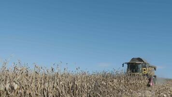 Harvesting of corn field with combine in early autumn. Folding Corn Header. 2 video