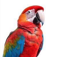vibrant parrot with colorful feathers perched on white background photo