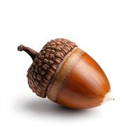 single acorn with its cap still attached on white background photo