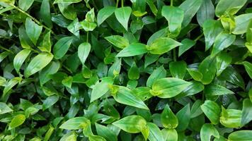 Lush green foliage background, symbolizing natures vitality, perfect for Earth Day and sustainable living concepts video