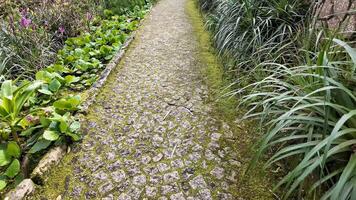 Tranquil moss covered cobblestone path surrounded by lush greenery, symbolizing natures serenity and Earth Day celebration video