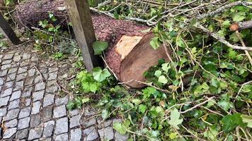 Fallen tree trunk with greenery on cobblestone path, nature conservation, environmental impact, sustainable forestry concepts video