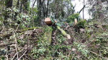 Mossy forest clearing with logs, serene nature escape, perfect for Earth Day tranquility and wilderness exploration themes video