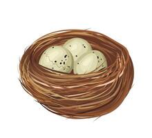 Bird Nest Containing Three Spotted Eggs, Cracked Egg, Waiting for Hatching vector