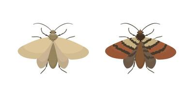 Indian Meal Moth and Webbing Clothes Moth Showing Different Colors and Patterns vector