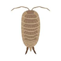 Woodlouse crawling, showing segmented body and antennae vector