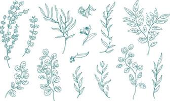 Collection of various eucalyptus branches with leaves hand drawn with green contour lines on white background. Bundle of botanical design elements. Monochrome realistic floral illustration vector