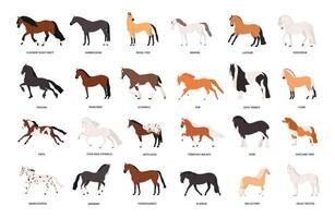 Collection of horses of various breeds isolated on white background. Bundle of gorgeous domestic equine animals of different types and colors. Colorful illustration in flat cartoon style vector