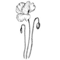 Poppy flower composition. Hand drawn with black inks botanical illustration. Monochrome sketch. vector