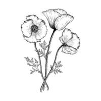 Blooming Poppy flower composition. Hand drawn with black inks botanical illustration in outline style. Monochrome vector