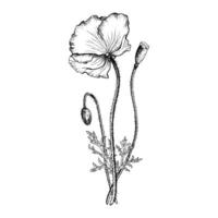 Poppy flower composition with bloom, bud and seed box. Hand drawn botanical illustration in outline style. vector