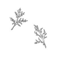 Poppy flower leaves. Hand drawn graphic illustration in outline style. Black linear design isolated on white vector