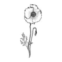 Poppy flower composition. Hand drawn with black inks botanical illustration in outline style. vector