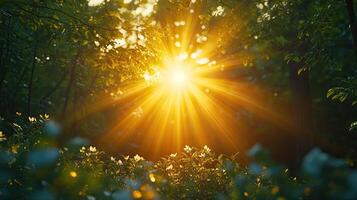 Sunset sunbeams through forest canopy, floral foreground, nature background, idyllic scene photo