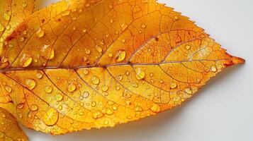 Close-up of a vibrant autumn leaf, covered in dew drops. Detailed texture and color visible. photo