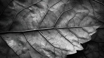 Close-up grayscale view of a leaf's intricate veins and textures. photo