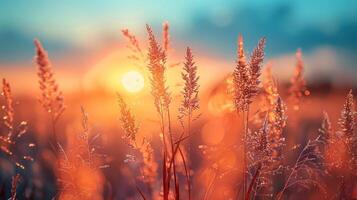 Golden sunset over a field of tall grasses. Soft light filters through the tall plants, creating a warm, tranquil atmosphere. photo