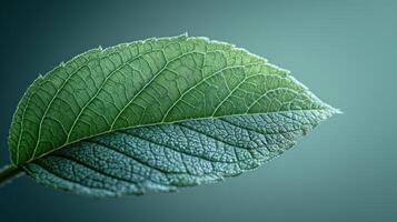 Close-up of a vibrant green leaf, showcasing intricate venation patterns. photo