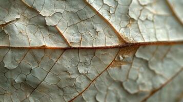 Close-up of a dried leaf's textured surface, showcasing intricate patterns of cracks and veins. photo