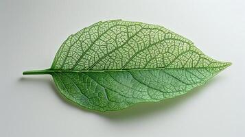 Close-up of a single vibrant green leaf, showcasing its intricate veins and texture against a plain white background. photo