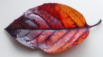 Close-up of a vibrant autumn leaf, displaying a complex interplay of red, orange, and purple hues. The leaf's intricate venation pattern is clearly visible, showcasing its detailed structure. photo