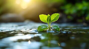 Lush Wasabi Plant Thriving in Mountain Stream with Sunlit Foliage photo