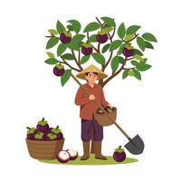 Gathering Fresh Mangosteen From Tree Farmer Harvesting Ripe Fruit vector