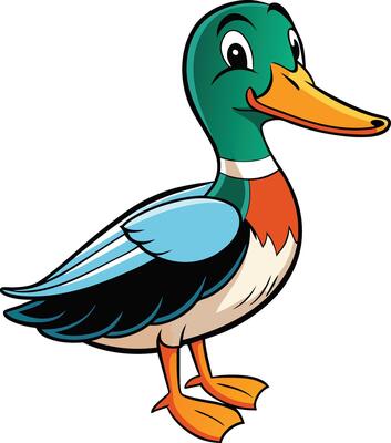 Cartoon Mallard Duck Illustration Isolated