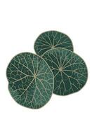 Stephanie erecta round leaves texture issolated on white background vector