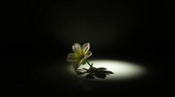 A single flower is shown in the dark with a light shining on it photo