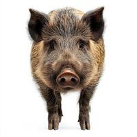 Frontal view of a wild boar isolated on white background. Animal wildlife photo