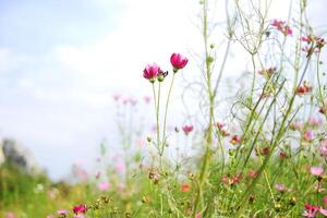 blooming couple pink cosmos flower and pollen in a meadow of wildflower with sunny and cloud sky on summer in tropical garden. Copy space photo