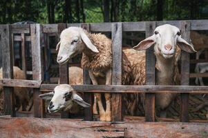 A group of sheep on a farm outside the gate. An ecological review of a commercial sheep farm. photo