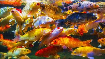 Lots of colorful koi fish swim in the aquarium. The concept of ornamental fish fighting for food photo