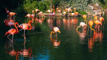 A group of pink long-legged flamingos in a pond. Panoramic background. photo