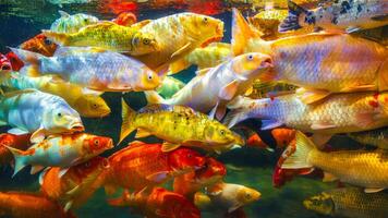 A flock of colorful koi fish swims in the aquarium. photo