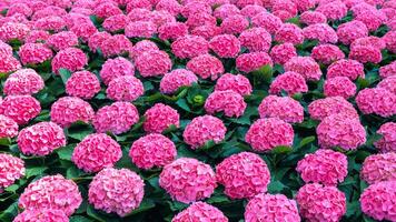 Panoramic background with a beautiful pink hydrangea in close-up. mockup of business card, card, top view. photo