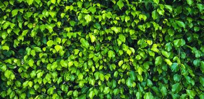 panoramic green leaf background,texture. Green grass background or the naturally walls. photo