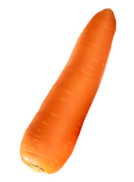 Top view of one fresh orange carrot root isolated with clipping path in file format png