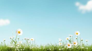 spring nature background with white daisy flowers growing in green grass under blue sky with copy space photo