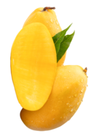 Ripe yellow mango fruits and half with green leaves and water droplets in stack isolated with clipping path in file format png