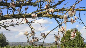 The branches of trees, strewn with delicate white flowers, spread out against the background of a clear blue sky with light clouds. photo