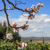Flowering branch of apricot tree in spring. photo