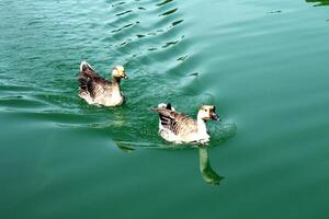 Two geese gracefully swim in a calm park pond, creating gentle ripples. photo
